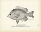 Chinquapin Perch Art Print - Muir Way - Fisheries