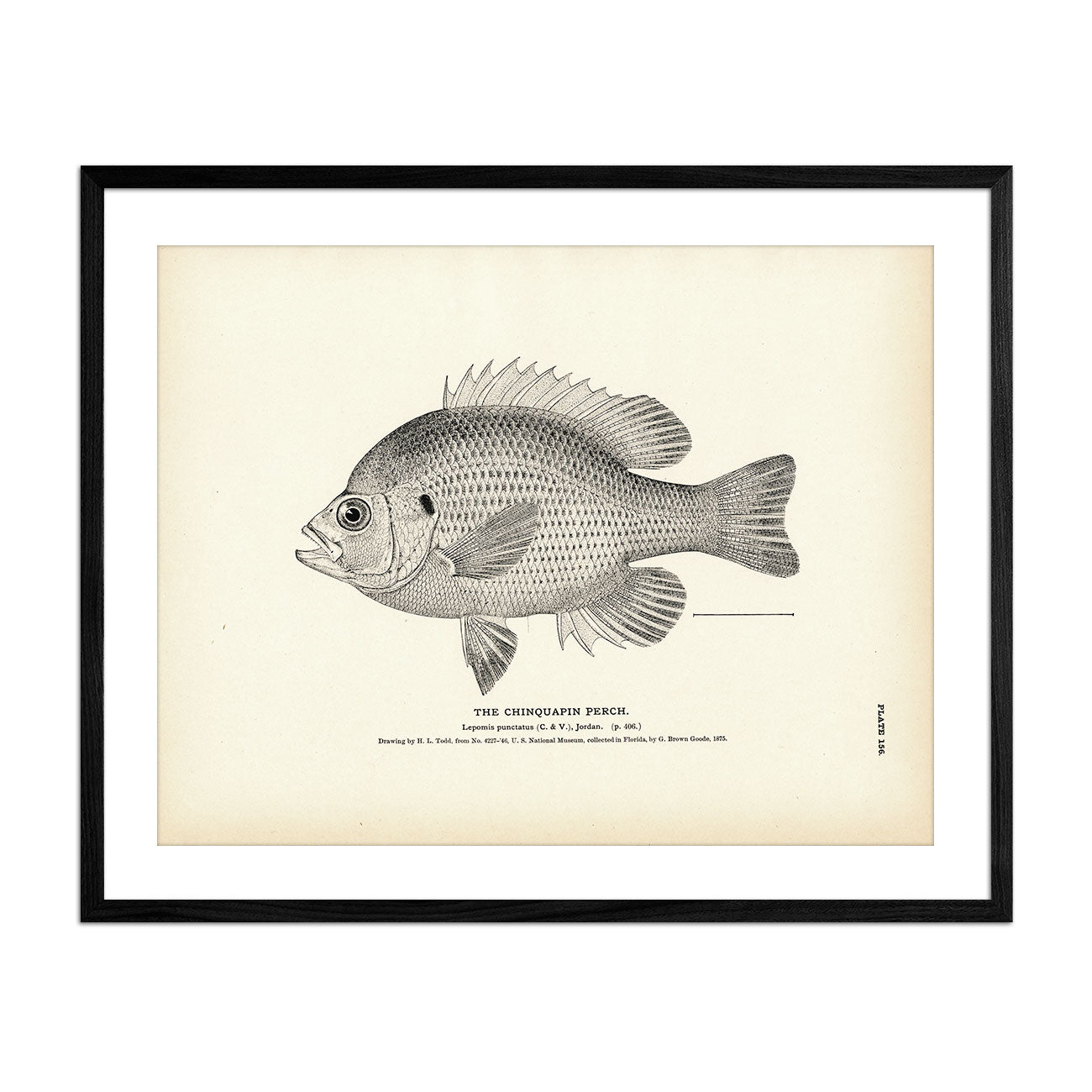 Chinquapin Perch Art Print - Muir Way - Fisheries