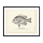 Chinquapin Perch Art Print - Muir Way - Fisheries