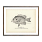Chinquapin Perch Art Print - Muir Way - Fisheries