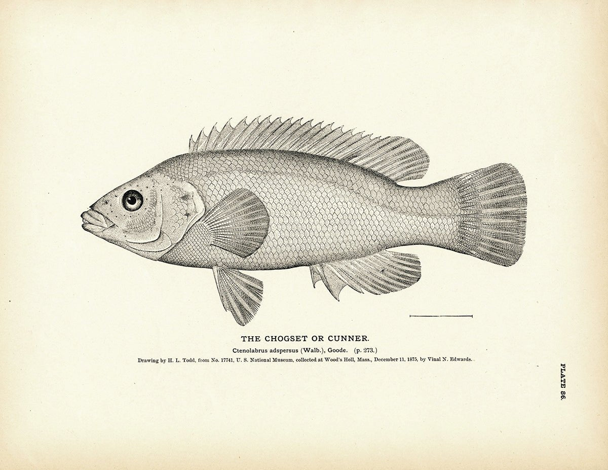 Chogset (Cunner) Art Print - Muir Way - Fisheries
