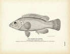 Chogset (Cunner) Art Print - Muir Way - Fisheries