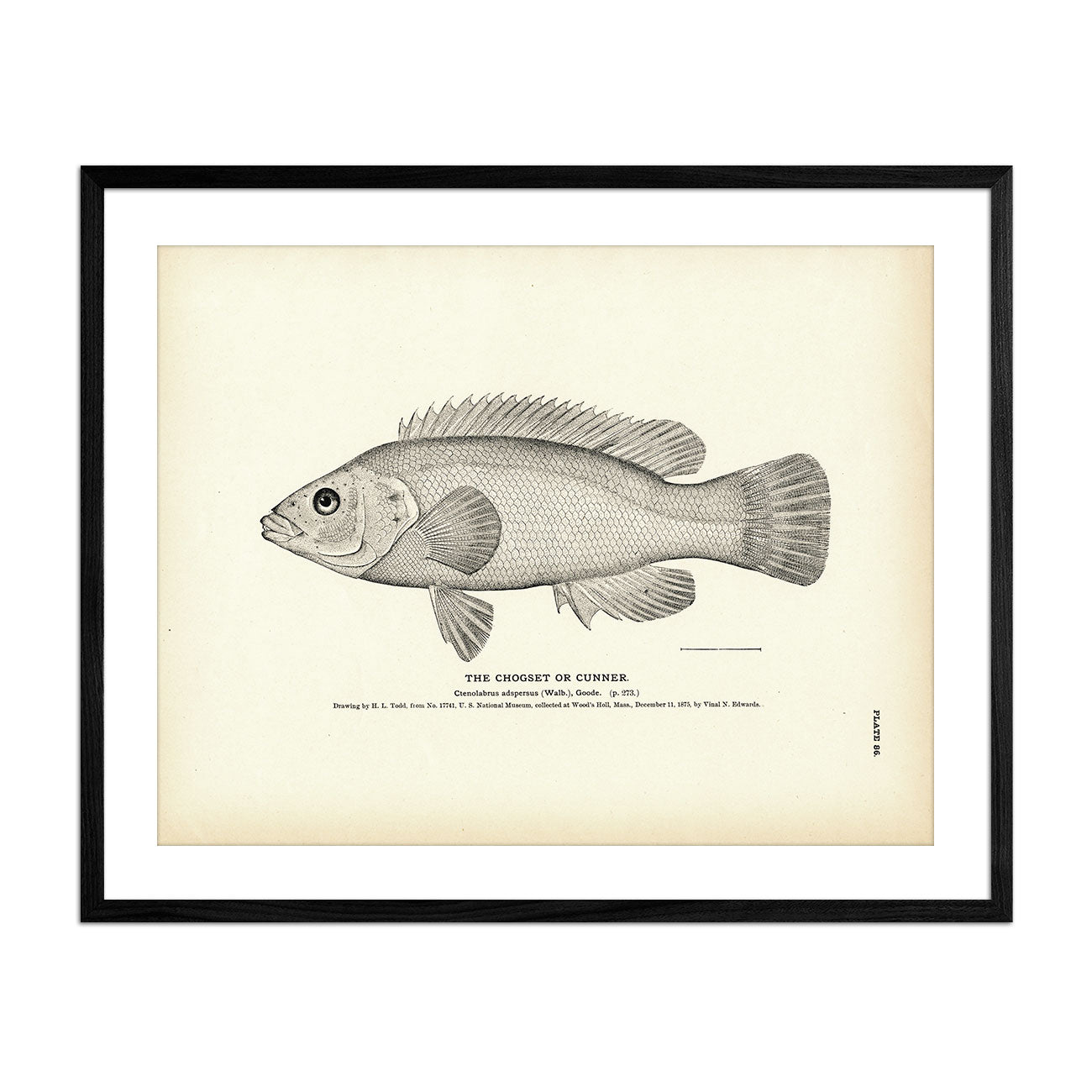 Chogset (Cunner) Art Print - Muir Way - Fisheries