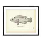 Chogset (Cunner) Art Print - Muir Way - Fisheries
