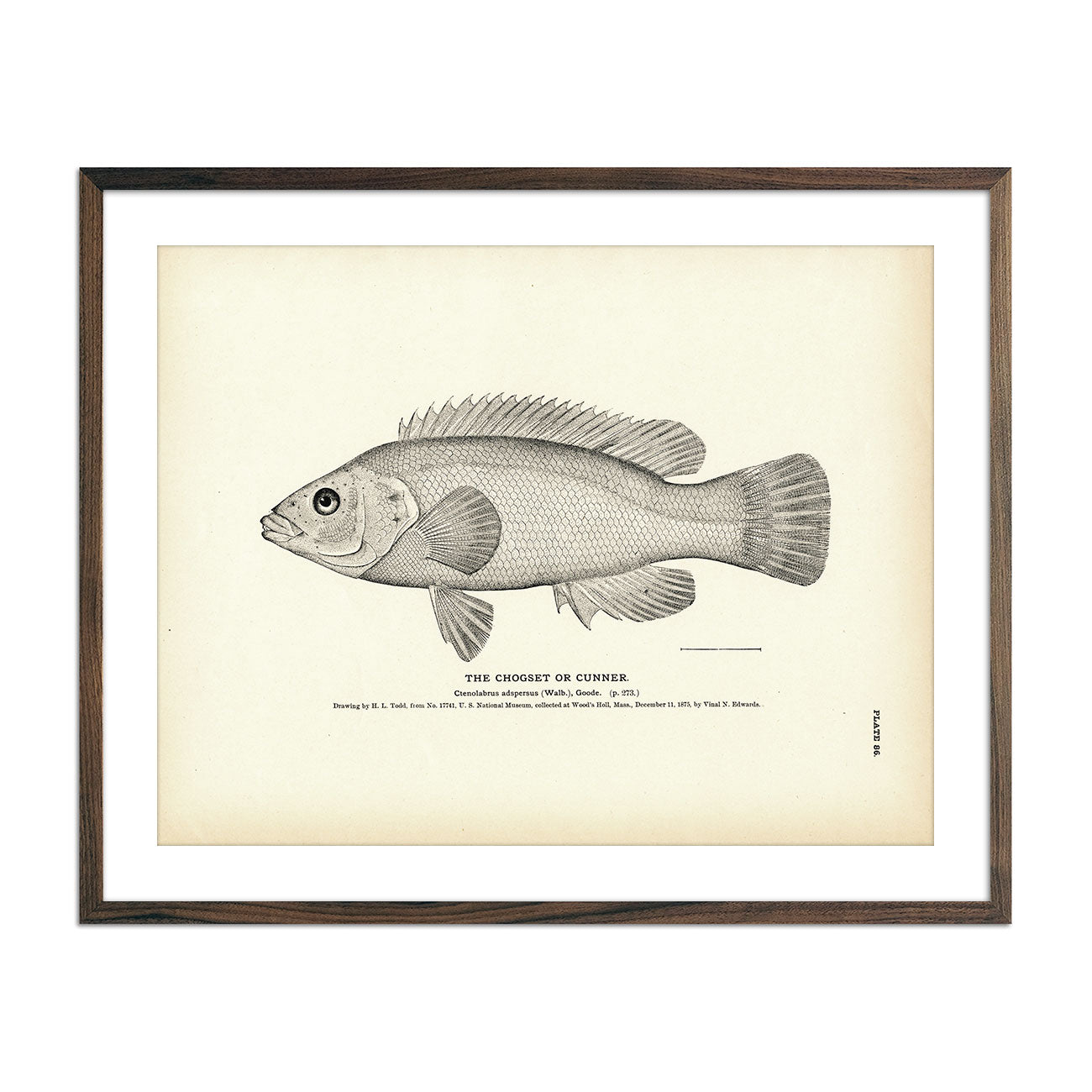 Chogset (Cunner) Art Print - Muir Way - Fisheries