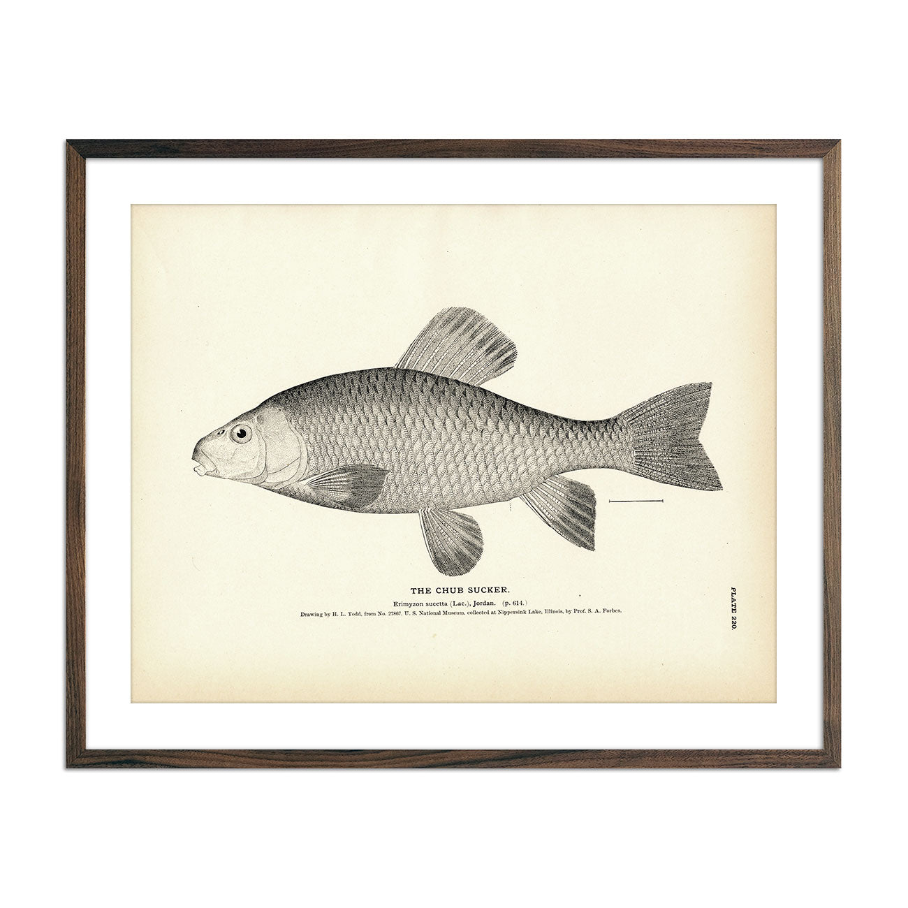 Chub Sucker Art Print - Muir Way - Fisheries