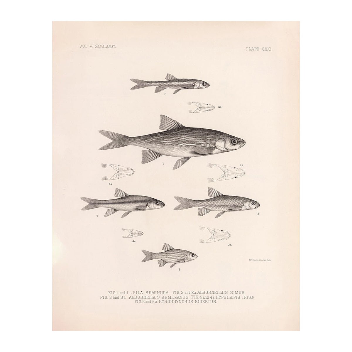 Chub, Shiners, and Dace Art Print - Muir Way - Animals
