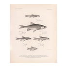 Chub, Shiners, and Dace Art Print - Muir Way - Animals