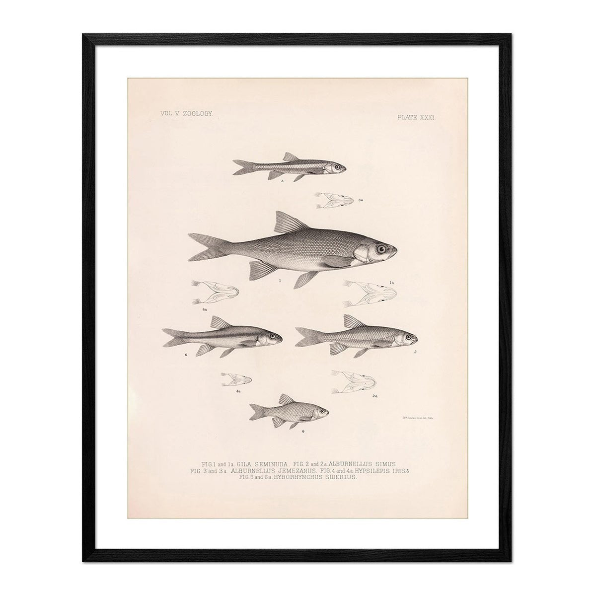 Chub, Shiners, and Dace Art Print - Muir Way - Animals
