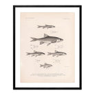Chub, Shiners, and Dace Art Print - Muir Way - Animals