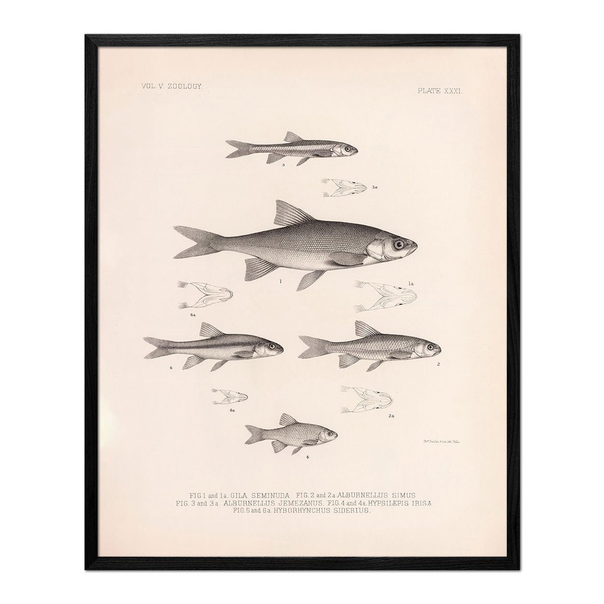 Chub, Shiners, and Dace Art Print - Muir Way - Animals