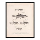 Chub, Shiners, and Dace Art Print - Muir Way - Animals