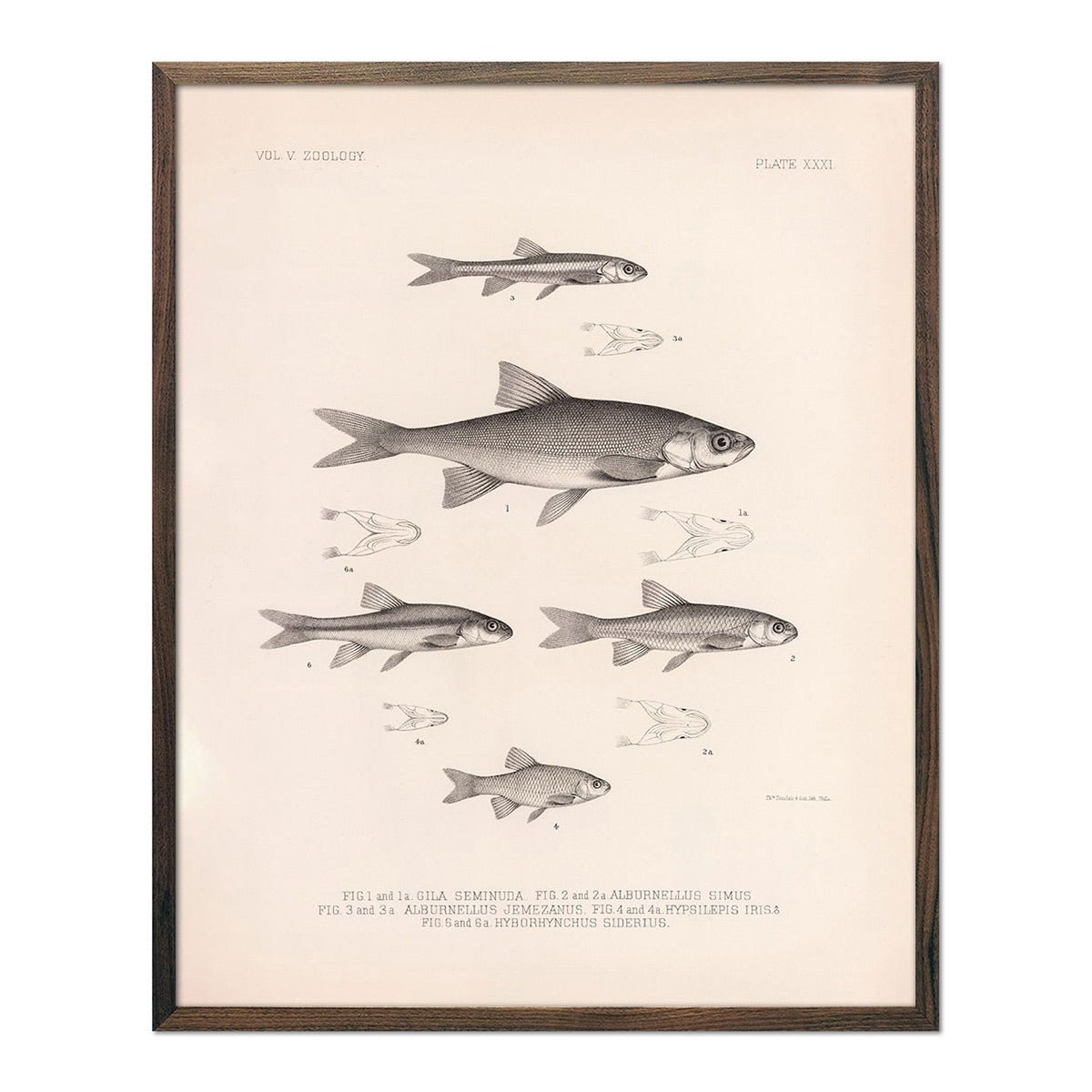 Chub, Shiners, and Dace Art Print - Muir Way - Animals