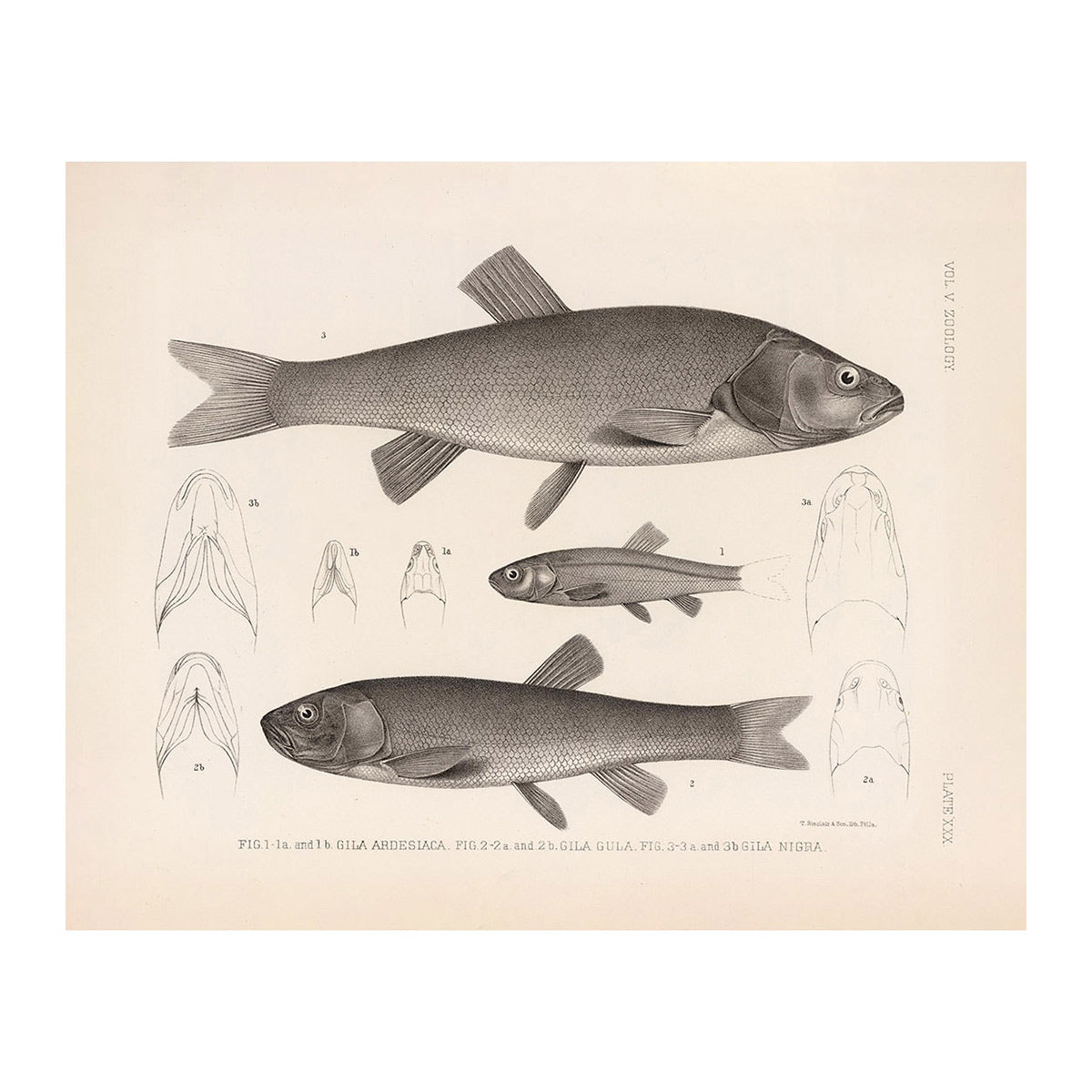 Chubs and Redside Art Print - Muir Way - Animals
