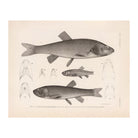 Chubs and Redside Art Print - Muir Way - Animals