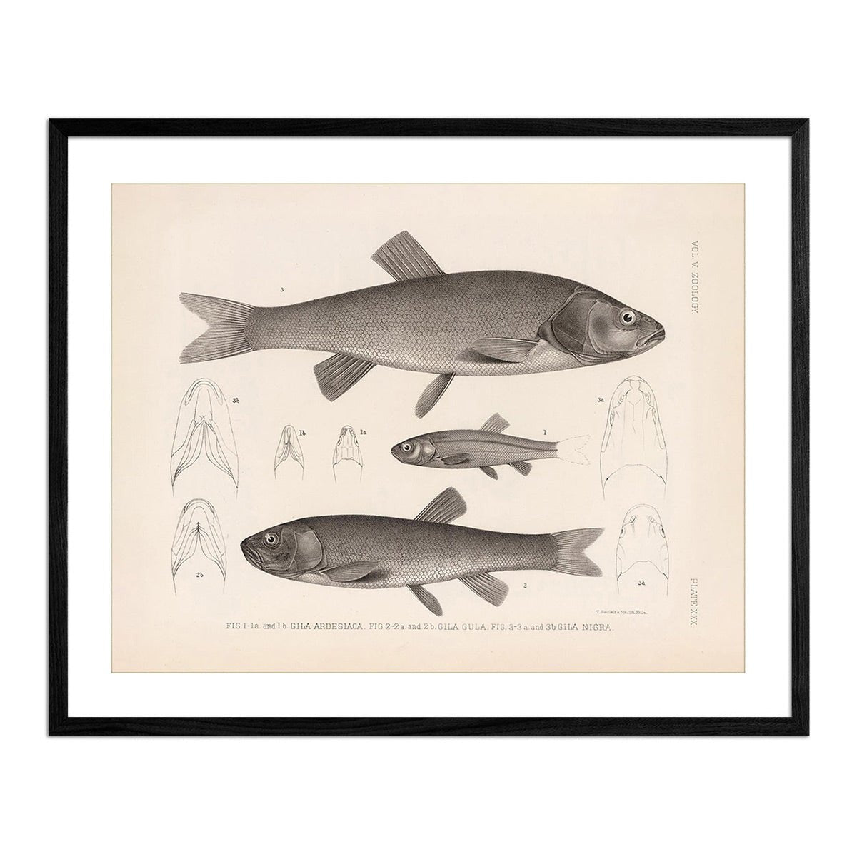 Chubs and Redside Art Print - Muir Way - Animals