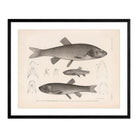 Chubs and Redside Art Print - Muir Way - Animals