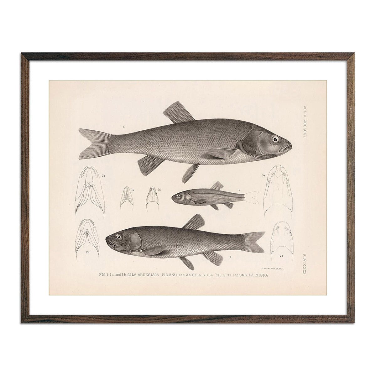 Chubs and Redside Art Print - Muir Way - Animals