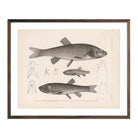 Chubs and Redside Art Print - Muir Way - Animals