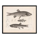 Chubs and Redside Art Print - Muir Way - Animals
