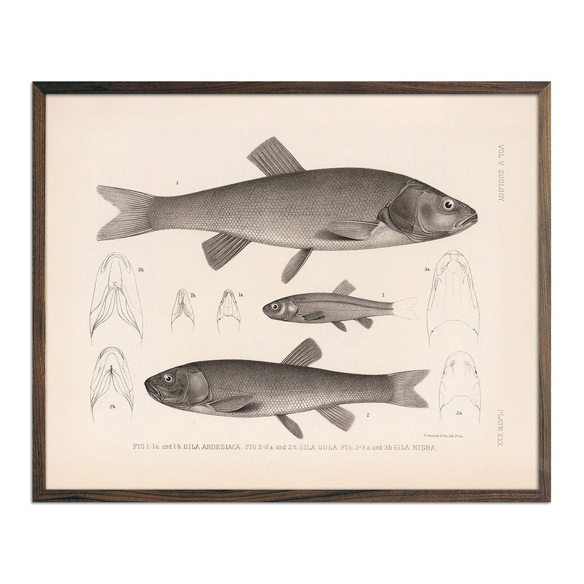 Chubs and Redside Art Print - Muir Way - Animals