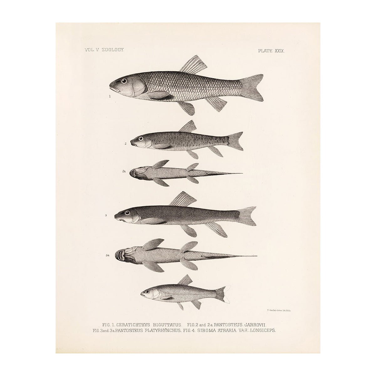 Chubs and Suckers Art Print - Muir Way - Animals