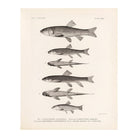 Chubs and Suckers Art Print - Muir Way - Animals