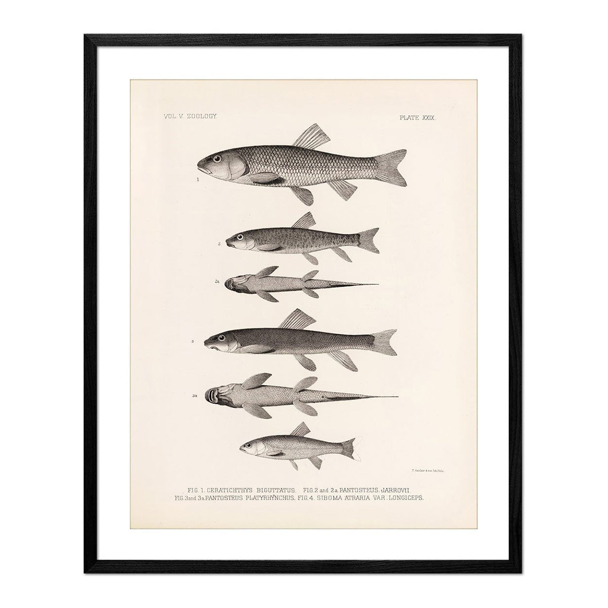 Chubs and Suckers Art Print - Muir Way - Animals