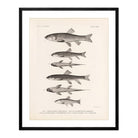 Chubs and Suckers Art Print - Muir Way - Animals