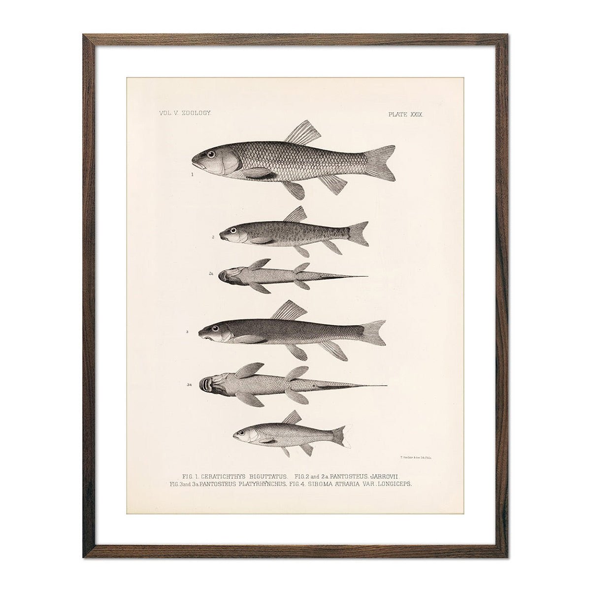 Chubs and Suckers Art Print - Muir Way - Animals