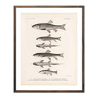 Chubs and Suckers Art Print - Muir Way - Animals