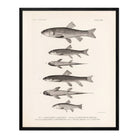 Chubs and Suckers Art Print - Muir Way - Animals