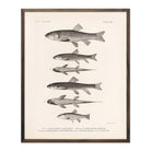 Chubs and Suckers Art Print - Muir Way - Animals