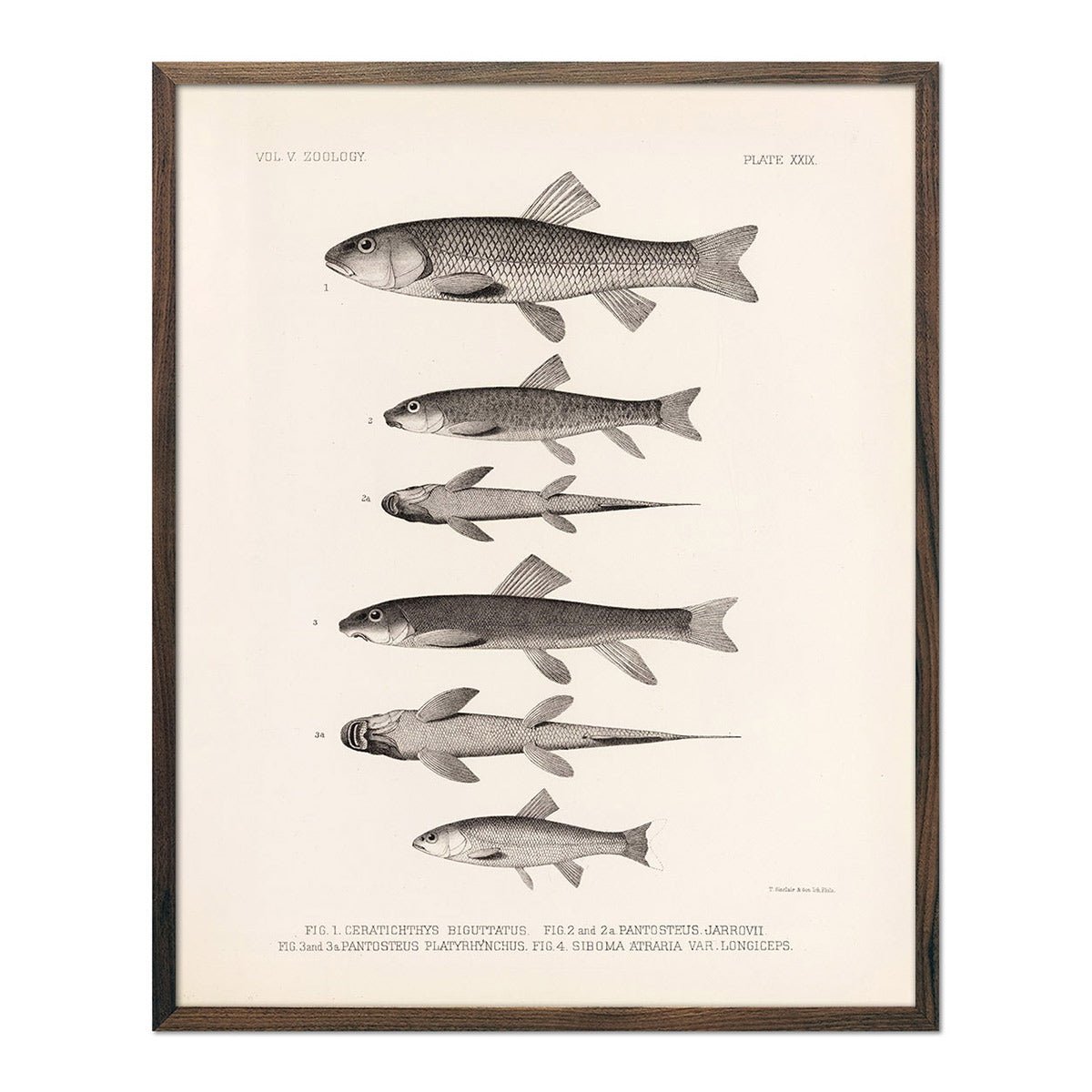 Chubs and Suckers Art Print - Muir Way - Animals