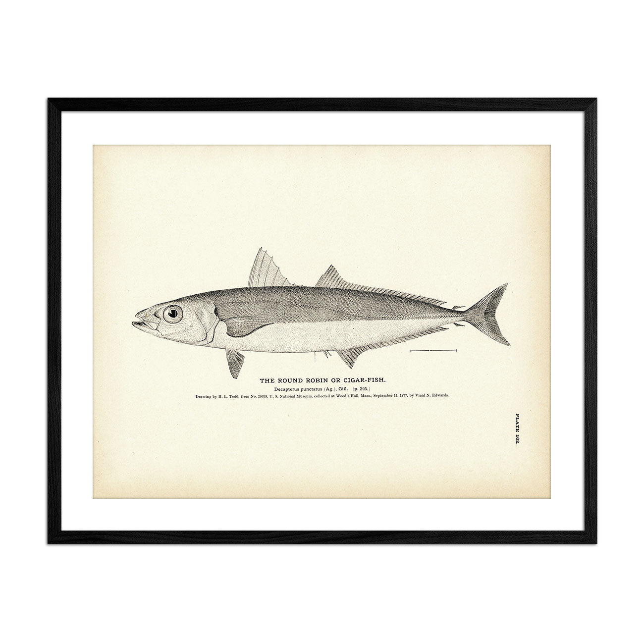 Round Robin (Cigar - Fish) Art Print - Muir Way - Fisheries