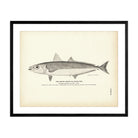 Round Robin (Cigar - Fish) Art Print - Muir Way - Fisheries
