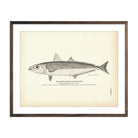 Round Robin (Cigar - Fish) Art Print - Muir Way - Fisheries