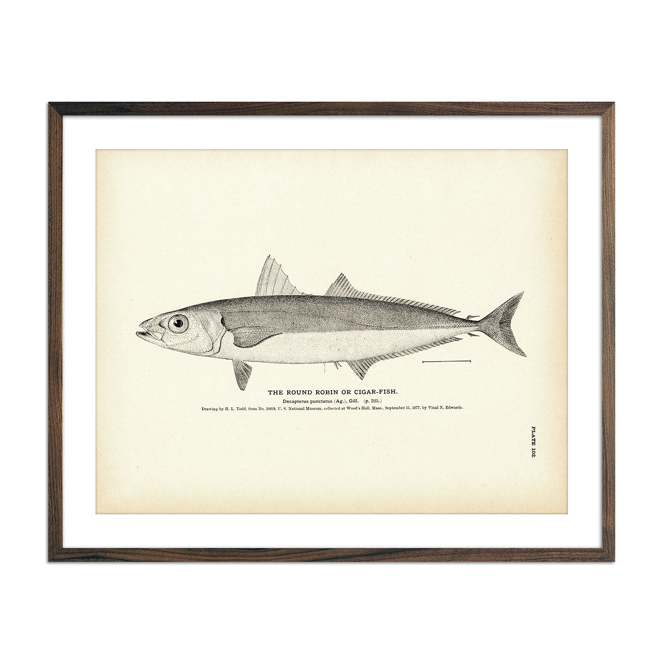 Round Robin (Cigar - Fish) Art Print - Muir Way - Fisheries