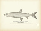Cisco of Lake Michigan (Moon - Eye) Art Print - Muir Way - Fisheries