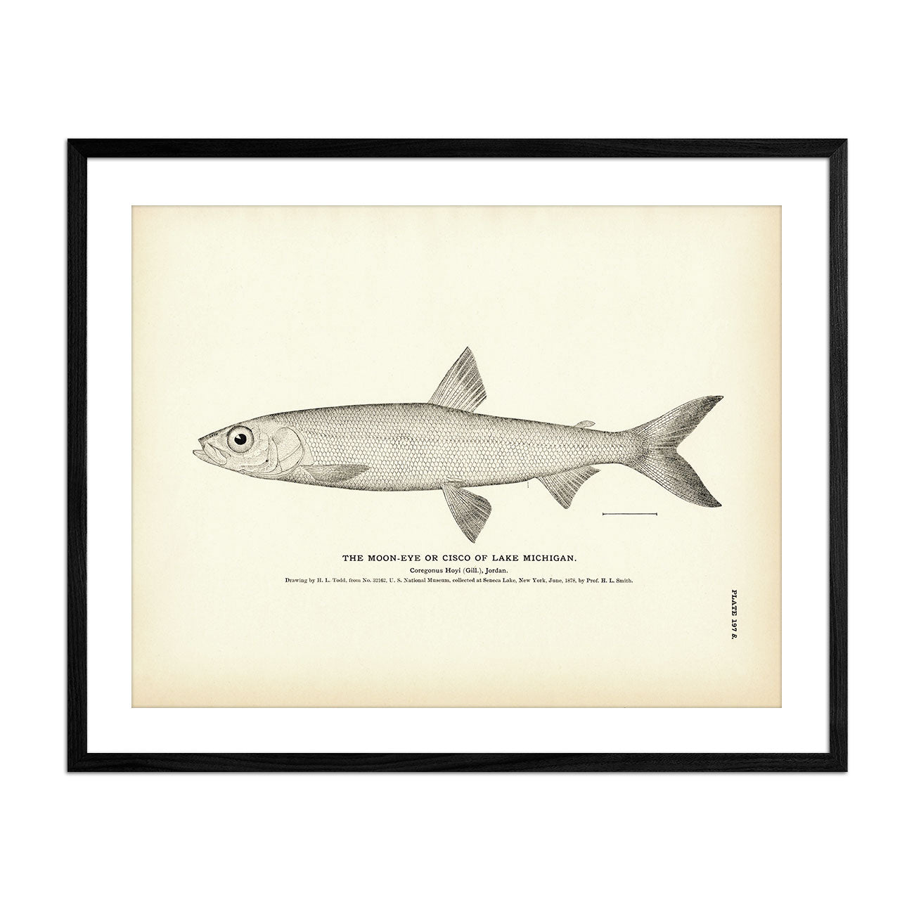 Cisco of Lake Michigan (Moon - Eye) Art Print - Muir Way - Fisheries