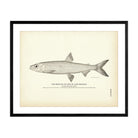 Cisco of Lake Michigan (Moon - Eye) Art Print - Muir Way - Fisheries