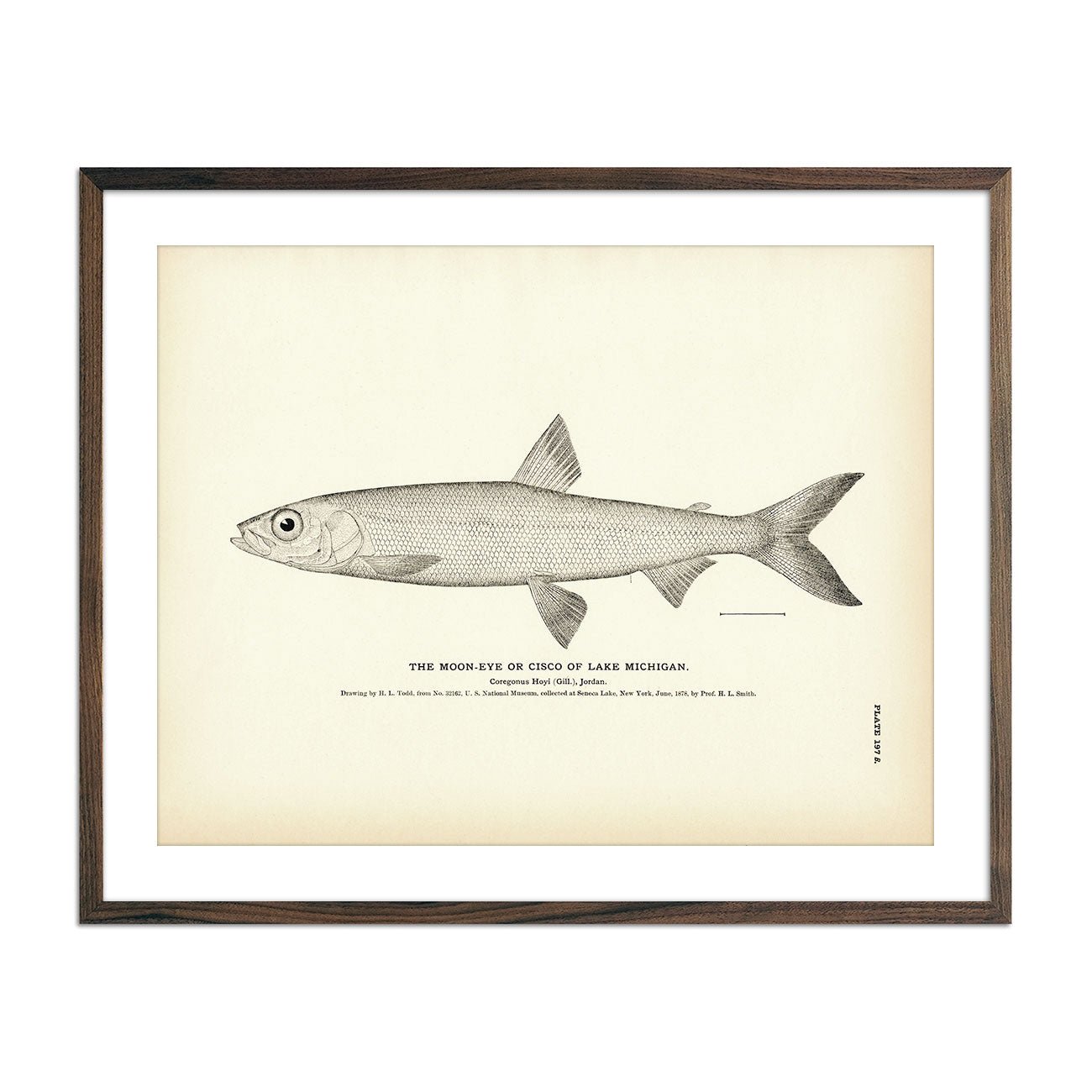 Cisco of Lake Michigan (Moon - Eye) Art Print - Muir Way - Fisheries