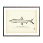 Cisco of Lake Michigan (Moon - Eye) Art Print - Muir Way - Fisheries
