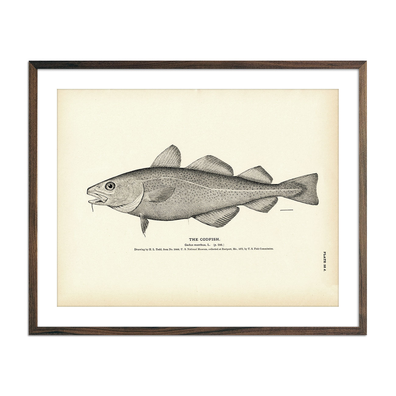 Codfish Art Print - Muir Way - Fisheries