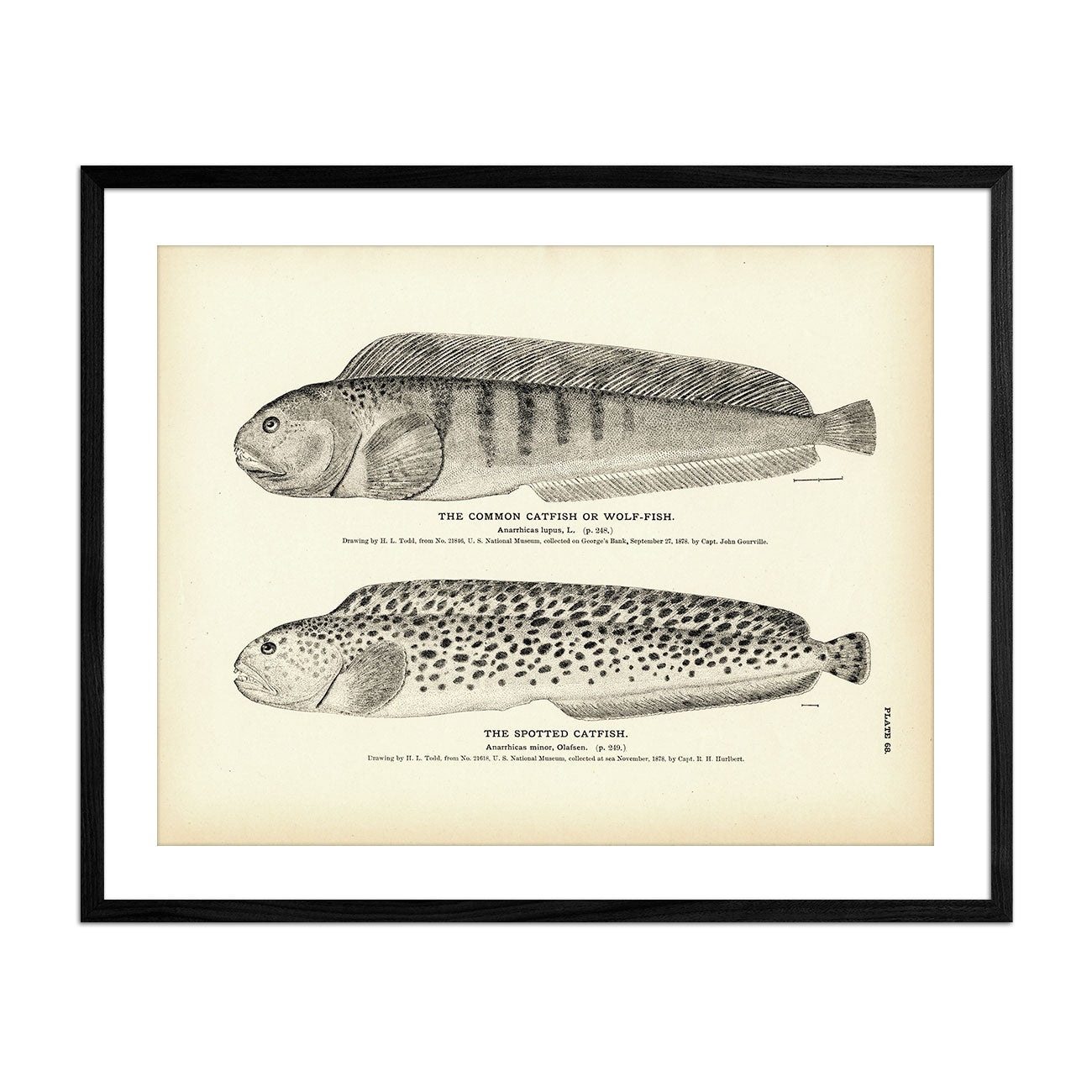 Common Catfish (Wolf - Fish) and Spotted Catfish Art Print - Muir Way - Fisheries