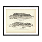 Common Catfish (Wolf - Fish) and Spotted Catfish Art Print - Muir Way - Fisheries