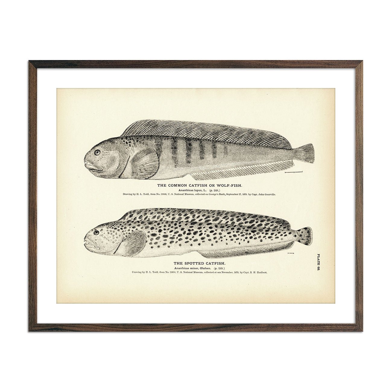 Common Catfish (Wolf - Fish) and Spotted Catfish Art Print - Muir Way - Fisheries