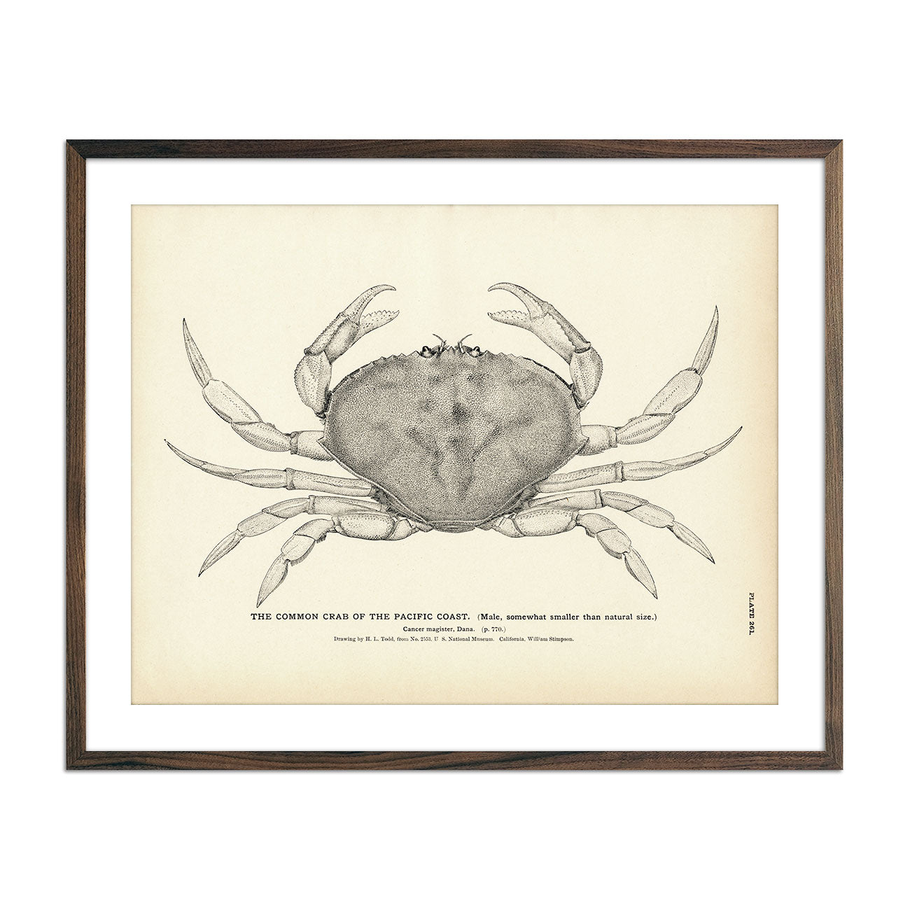 Common Crab of the Pacific Coast Art Print - Muir Way - Fisheries