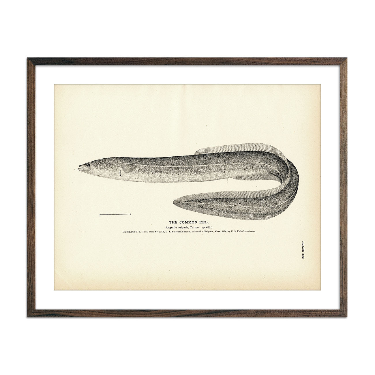 Common Eel Art Print - Muir Way - Fisheries