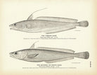 Common Hake and Squirrel (White Hake) Art Print - Muir Way - Fisheries